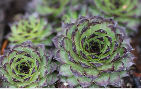 Sempervivum 'Strider' (Houseleek)