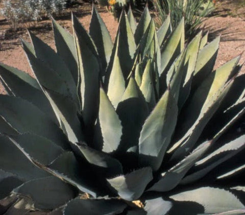 Agave parryi var. huachucensis