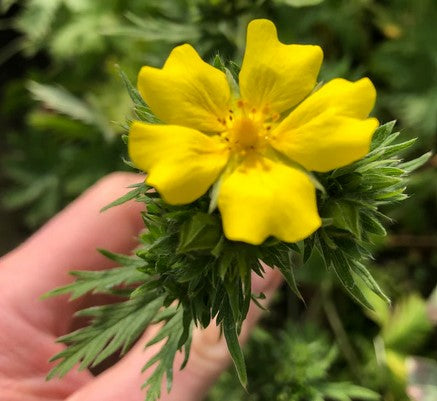 Drymocallis arguta aff. SQSP