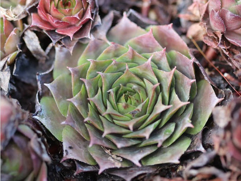 Sempervivum 'Sublime' (Houseleek)