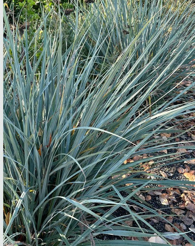 Carex spissa 'Diego Blue' (San Diego Sedge)