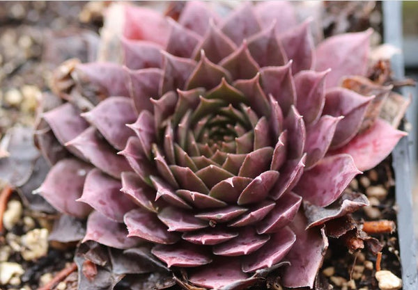 Sempervivum 'Theoden' (Houseleek)