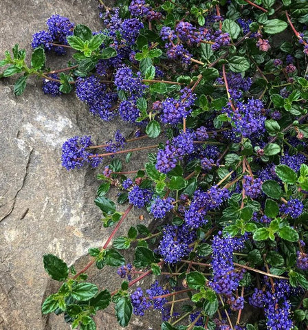 Ceanothus foliosus var. vineatus 'Clepto'