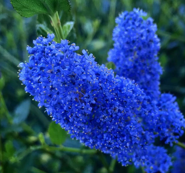 Ceanothus thyrsiflorus 'Oregon Missed'