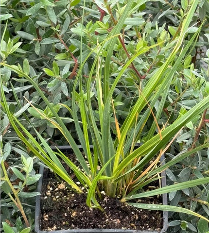 Chionochloa conspicua