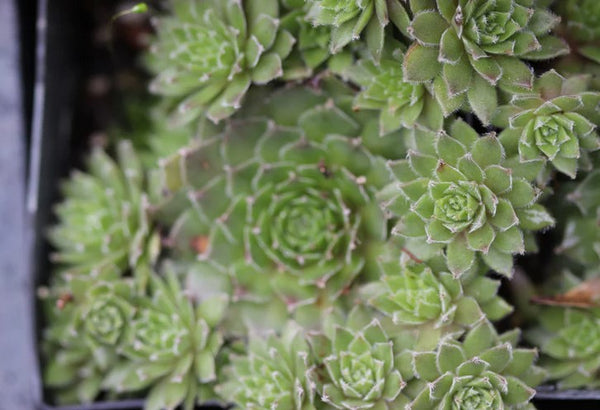 Sempervivum 'Pacific Sparkler' (Houseleek)