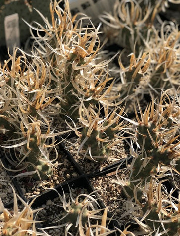 Tephrocactus articulatus 'Silver Straw' (Paper Spined Cholla)