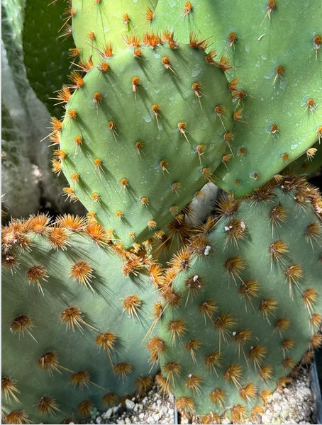 Opuntia lindheimeri var. aciculata (Texas Pricklypear)