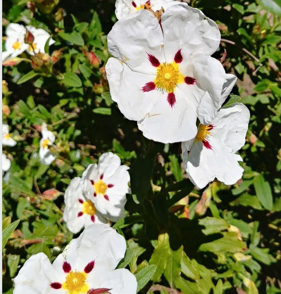 Cistus 'Jessamy Beauty'