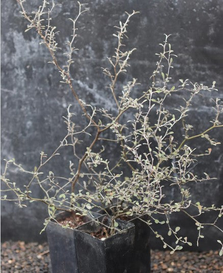 Corokia cotoneaster 'Antons Dwarf'