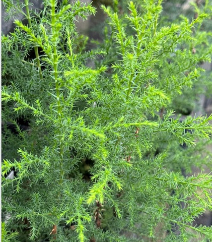 Cupressus abramsiana (Santa Cruz Cypress)