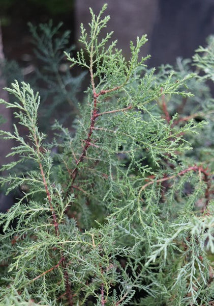 Cupressus bakeri aka: Modoc Or Baker Cypress