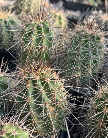 Echinocereus coccineus