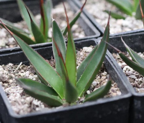 Agave pelona