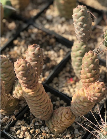 Tephrocactus articulatus var. strobiliformis