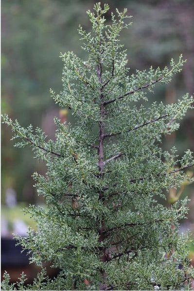 Cupressus sargentii