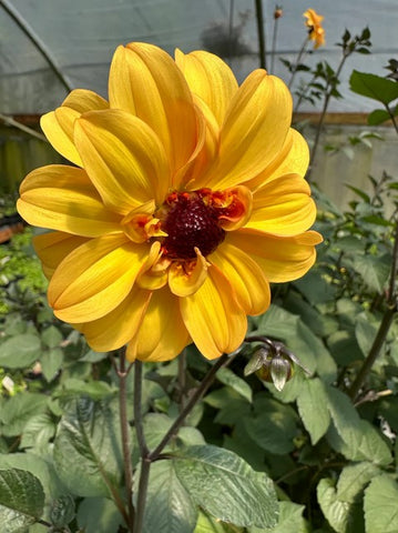 Dahlia 'David Howard'