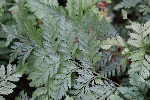 Davallia trichomanoides (aka Black Rabbit Foot Fern)