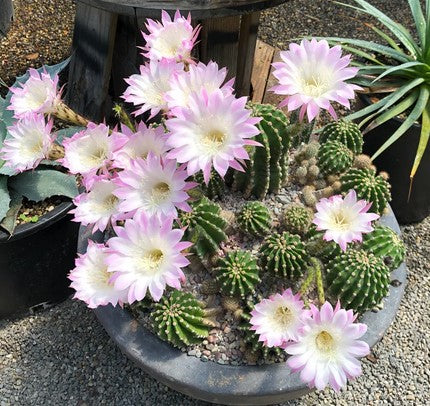 Echinopsis oxygona