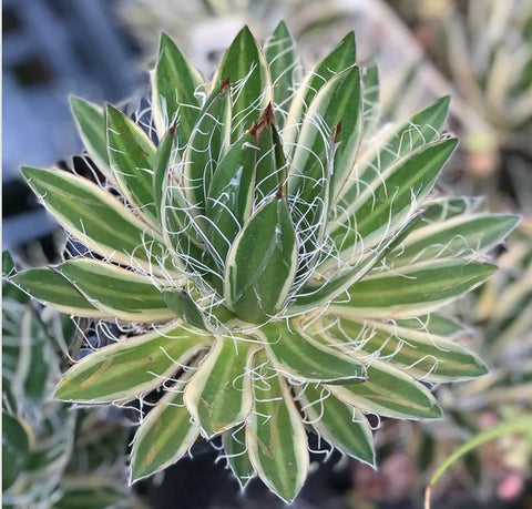 Agave schidigera 'Shira ito no Ohi'