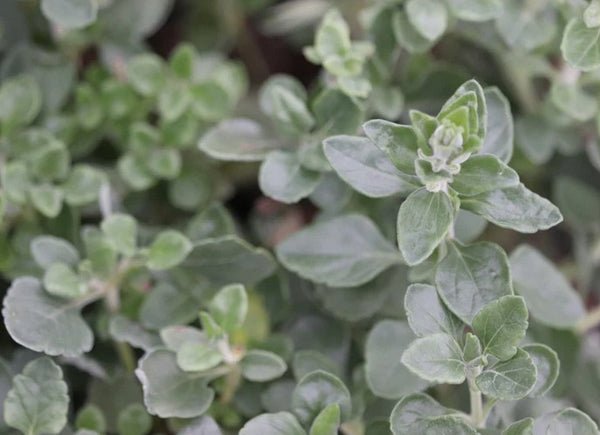 Teucrium aureum