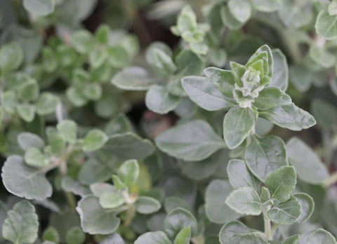 Teucrium aureum