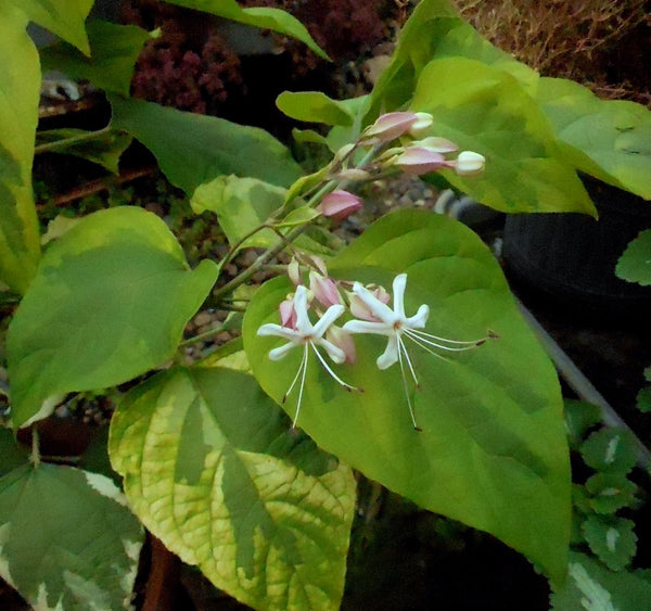 Clerodendrum trichotomum 'Carnival'