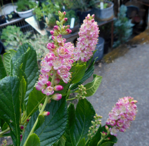 Clethra alnifolia 'Ruby Spice'