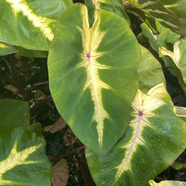 Colocasia 'Waikiki'