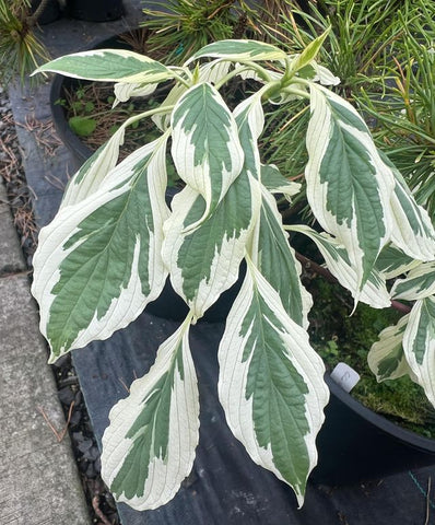 Cornus controversa 'Variegata' (Variegated Giant Dogwood)