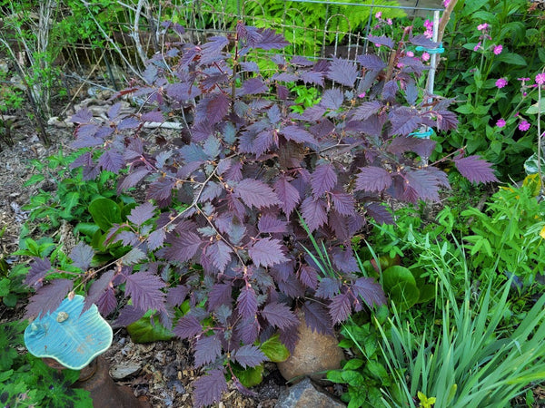 Corylus avellana 'Burgundy Lace' (aka Dissected Red Leaf Hazelnut)