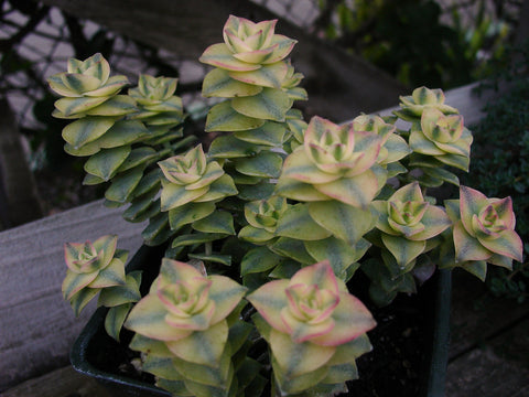 Crassula perforata 'Variegata'