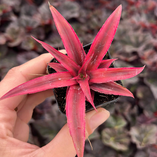 Cryptanthus 'Ruby Red'