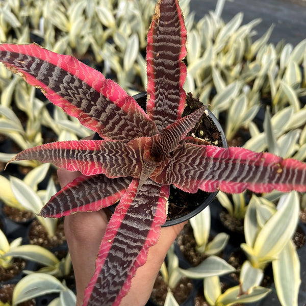 Cryptanthus fosterianus 'Elaine' (aka Pink Zebra Earth Star)