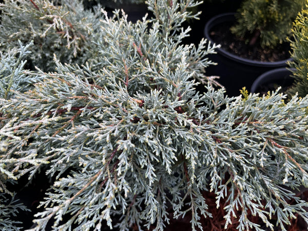 Cupressus macrocarpa 'Greenstead Magnificent'