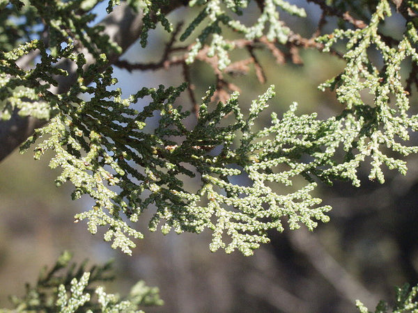 Cupressus macnabiana