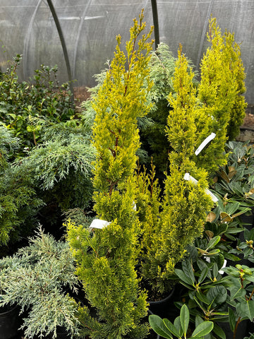 Cupressus sempervirens 'Swane's Golden'