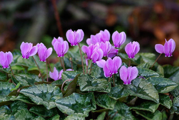 Cyclamen hederifolium (aka Hardy Cyclamen)