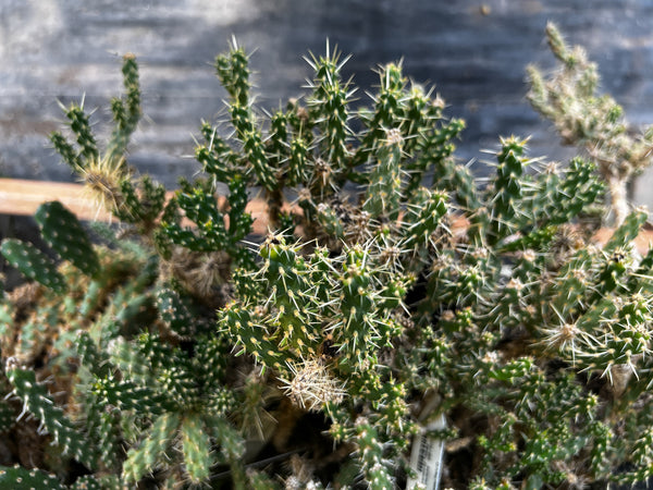 Cylindropuntia kleiniae [SBH 9073 - Wah Wah Summit]
