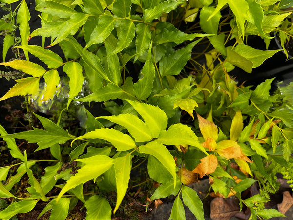 Cyrtomium falcatum 'Rochfordianum' (Rochford's Holly Fern)