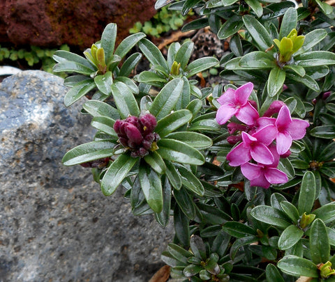 Daphne x medfordensis 'Lawrence Crocker'