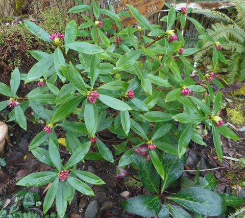 Daphne odora 'Zuiko Nishiki'