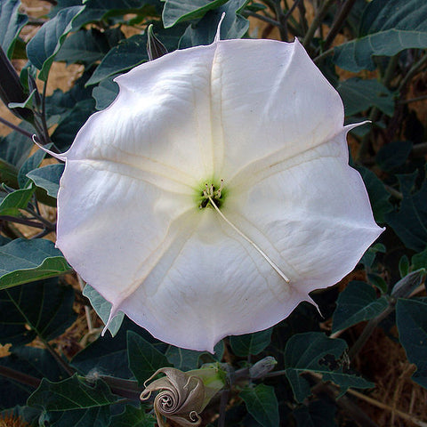 Datura wrightii (AKA Sacred Datura)