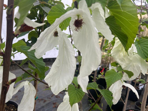 Davidia involucrata 'Sonoma'