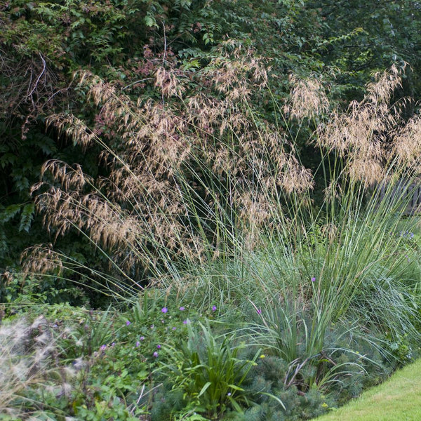 Deschampsia cespitosa (Tufted Hair Grass)