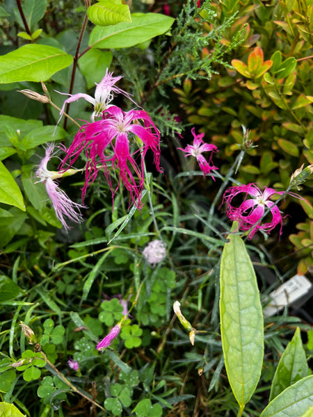 Dianthus isensis