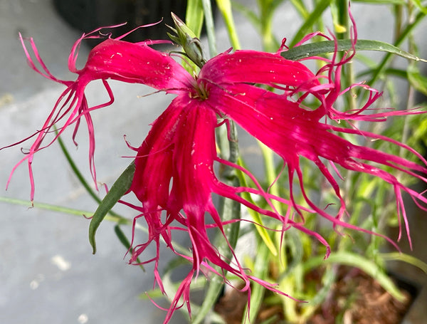 Dianthus isensis 'Dancing Geisha'