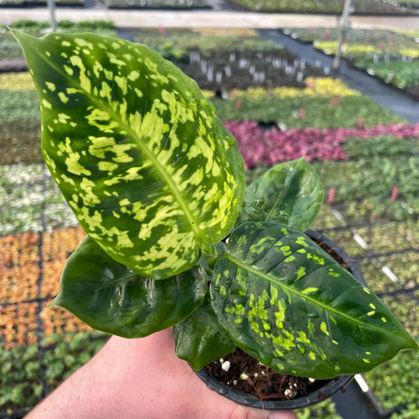 Dieffenbachia 'Reflector'