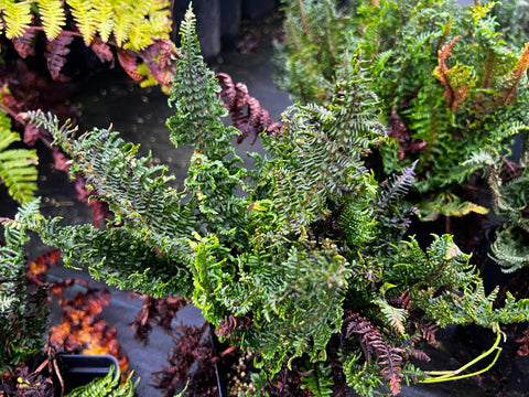 Dryopteris affinis 'Crispa Gracilis' (aka 'Crispa Congesta,' Dwarf Crisped Golden Scale Male Fern)