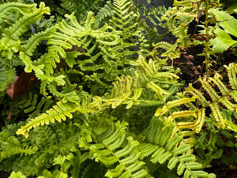 Dryopteris filix-mas 'Cristata the King'